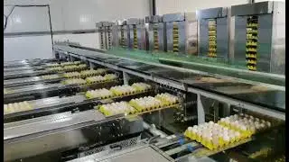 Fully Automatic Egg Packing Equipment From The Chicken House To The Rgg Trays.
