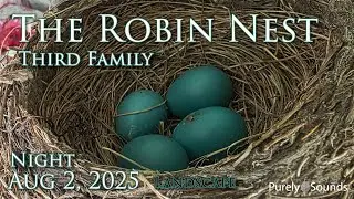 LIVE Nest Cam: Baby Robin Alert! First Egg Hatched &ndash; More Coming! 🐣🎉