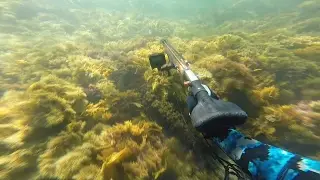Spearfishing For Dusky Morwong & Sweep