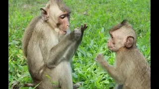 Monkey Blacky and Pipper Monkey Amber G  Eat young Green Grass