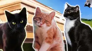 Cats  