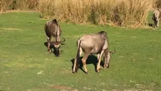 Animal Kingdom