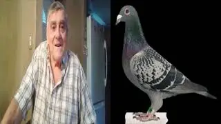 VETERAN FANCIER Motivation is Important CHARLIE PSARO Janssen Pigeons are my Favorites