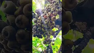 Fig fruit tree/ Athimaram/Anjeer ka ped