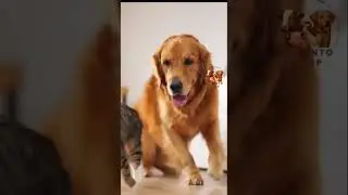 Viscum-vet auxilia no tratamento de c&acirc;ncer no seu pet!