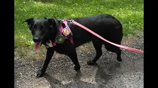 My Busy Dog  Military Grade Assistance Dog Harness with Removable Reflective Patches Review