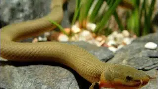 Chegada de peixes importados ! Vejam tudo ! Destaques : peixe corda , polypterus delhezi , lampeye