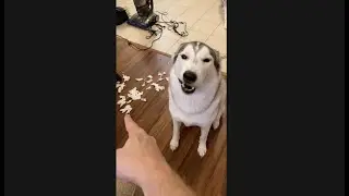 Виновный Хаски ИЗВИНЯЕТСЯ за то, что разрушил мой дом!!! #шорты