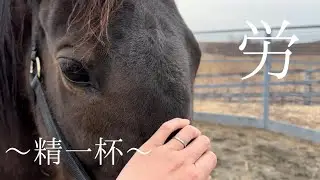 ブラックシュガー、出産頑張りました☘️☘️
