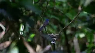 Black-naped Blue Monarch remove fecal sac