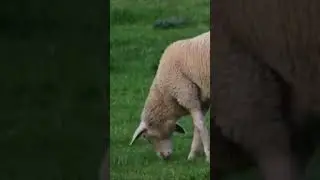 Animal Sounds | Sheep Sounds | Farm animal | bheed ki aawaz | sheep | sheep gives wool | Symardlap |