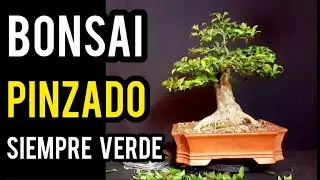 ⚠ COMO HACER UN  BONSAI 