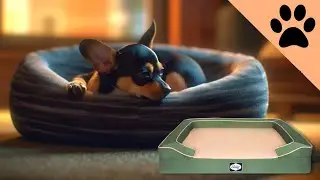 TOP 5 Best Dog Bed