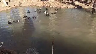 Kazları azaltmaya başladım. damızlık kaz seçiminde kararsız kaldım
