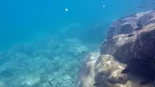 Swimming With Cichlids - Cichlids of Nausingili