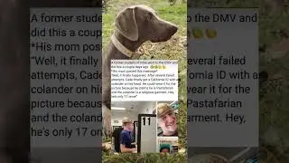 After Several Failed Attempts, Cade Finally Got a ID With a Colander on His Head. (Doggo)