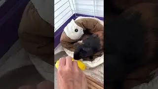 Guinea pig wheaking and popcorning