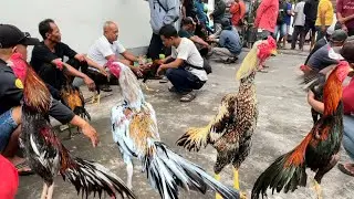 Special pasar pedan bosku komplit hadir shamo super big size wirkun dan klawu gagah