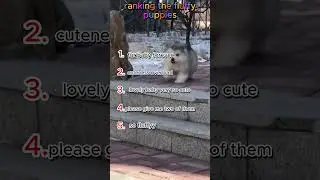 Rangking the fluffy puppies
