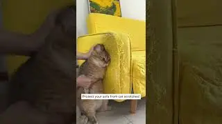 Protect your sofa with ease!  #sofa #couch #cat