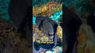 BELUT MORAY SI BELUT SERAM BERSAHABAT DENGAN MANUSIA, BANYAK DIBURU KARENA MAHAL DAN LEZAT #shorts