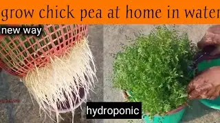Grow gram in water without soil with amazing result | gram growing tips