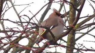 Bohemian Waxwing.