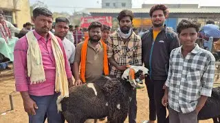 Harihar heavy weight sheep market update Every Tuesday morning bazar Karnataka India