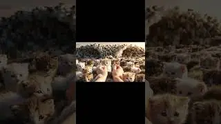 Millions of Kitties in a Tidal Wave! 🌊 The Most Adorable Cat Moment Ever | AI ASMR #cat #kitten