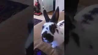 🐇 Knows Words! 😮 #comedy #shorts #cutepets #bunny #funnypets #pets #cute #rabbit #love #funnypets