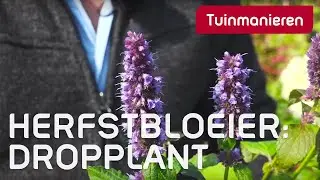 Welke planten bloeien in de herfst? De drop- of anijsplant, Agastasche