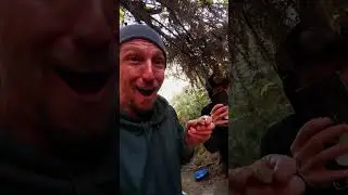 Finding The Biggest Gold Specimen So Far #gold #australia #aur #goldnuggets #goldprospecting
