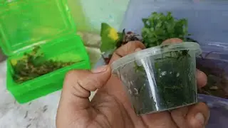 live plants unboxing for aquarium | bunnycart.com
