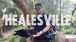 Healesville Sanctuary - Melbourne's Native Australian Animal Zoo