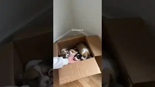 Unboxing my corgis with me! #corgipuppy #corgilife #corgiworld #corgilove #corgicrew #corgipuppies