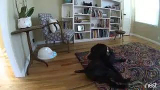 #CleverClip Yaxby Beta Tests CleverPet