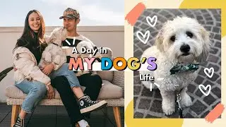 A Day In My Dog's Life | My Adopted Dog's Daily Routine | Aja Dang