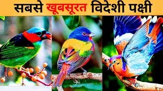 Aww🥰Most beautiful exotic bird in the world #shorts #ytshorts #youtubeshorts