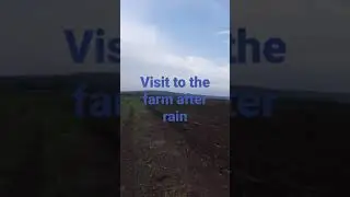 Visiting the farm after rain.