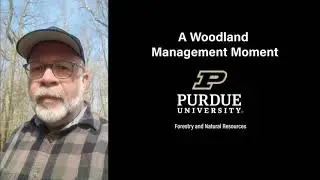Woodland Management Moment: Invasive Species Control Process