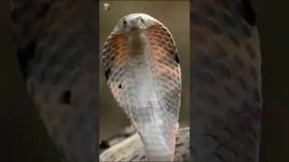 🌲 Wild Nature Wonders | Amazing Wildlife & Untamed Beauty 🐾🦁 #wildlife  #naturelovers  #shorts