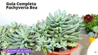 Pachyveria bea Cuidados Y Reproduccion