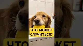Как же я хохотала😂заказала мазь, чтобы убрать корочки с носика Хлои❤️ мазь wb: #291110647 #лп
