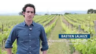 Les Domaines Paul Mas