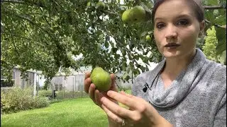 How to harvest pears