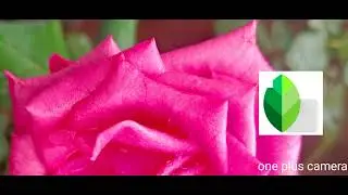 one photo shoot | rose Flower edit | Snap seed| light room