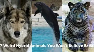 7 Weird Hybrid Animals You Won't Believe Exist