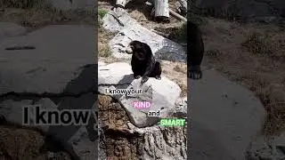 Go to sleep! #sunbear #cute #funny #animals #aww #funnyanimal