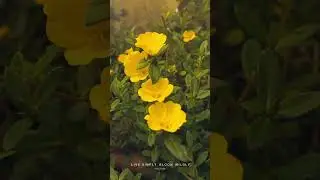 Natural Yellow flower. Oenothera biennis #nature  #natural #shorts  #short #naturalbeauty #flowers