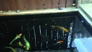 Pond4